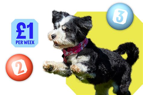 rspca raffle|Play The Big Animal Lottery .
